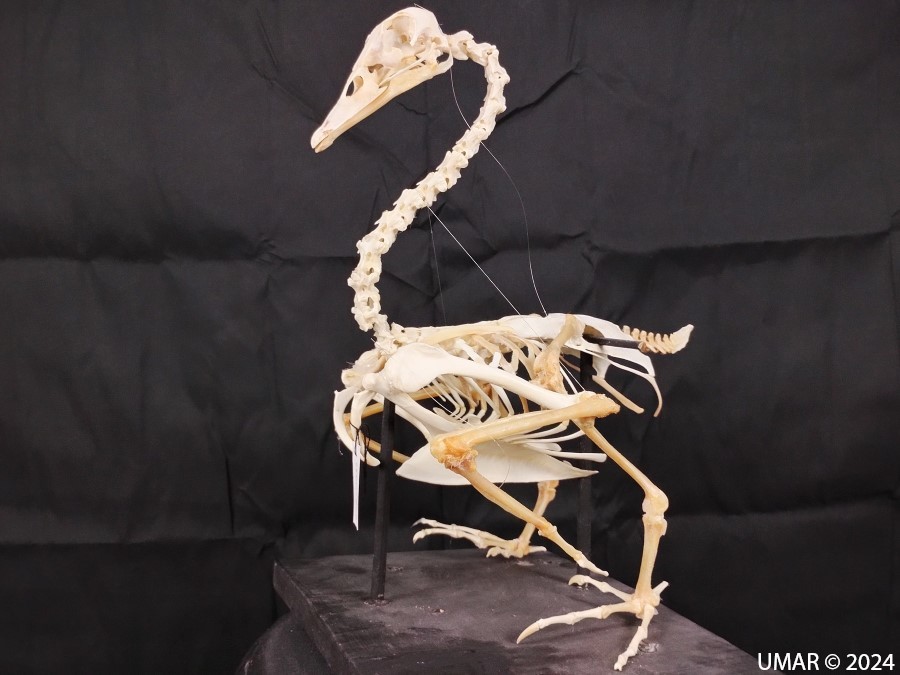 Especie en colección