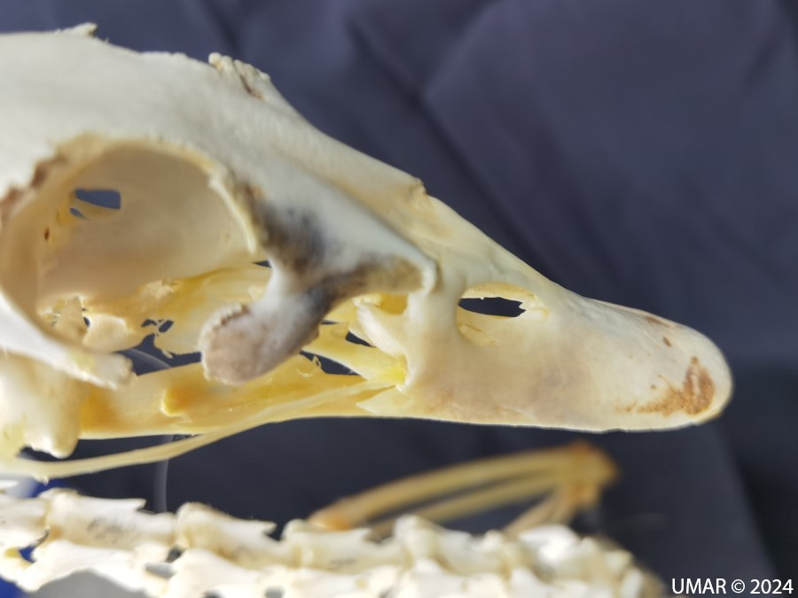 Especie en colección