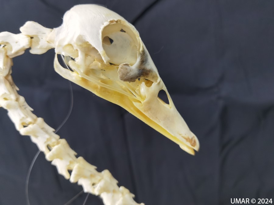 Especie en colección