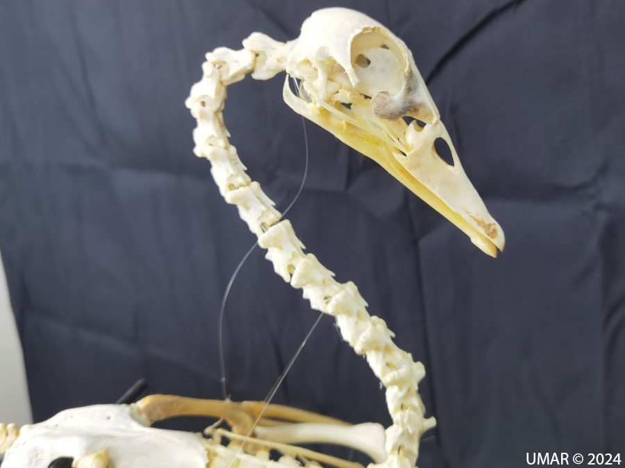 Especie en colección