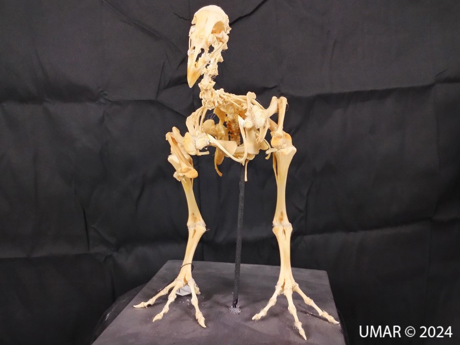 Especie en colección