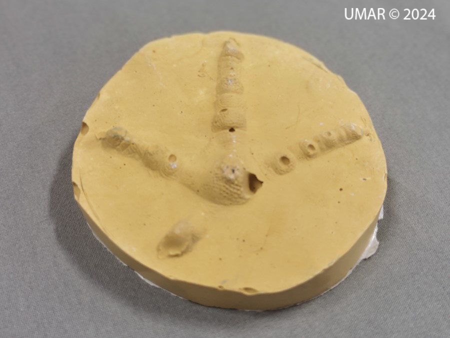 Especie en colección