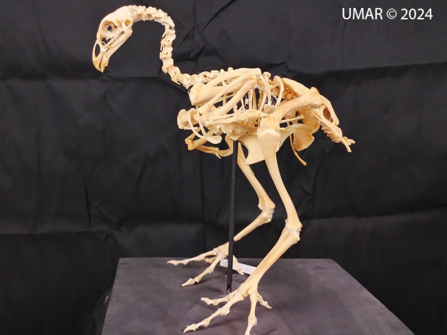 Especie en colección