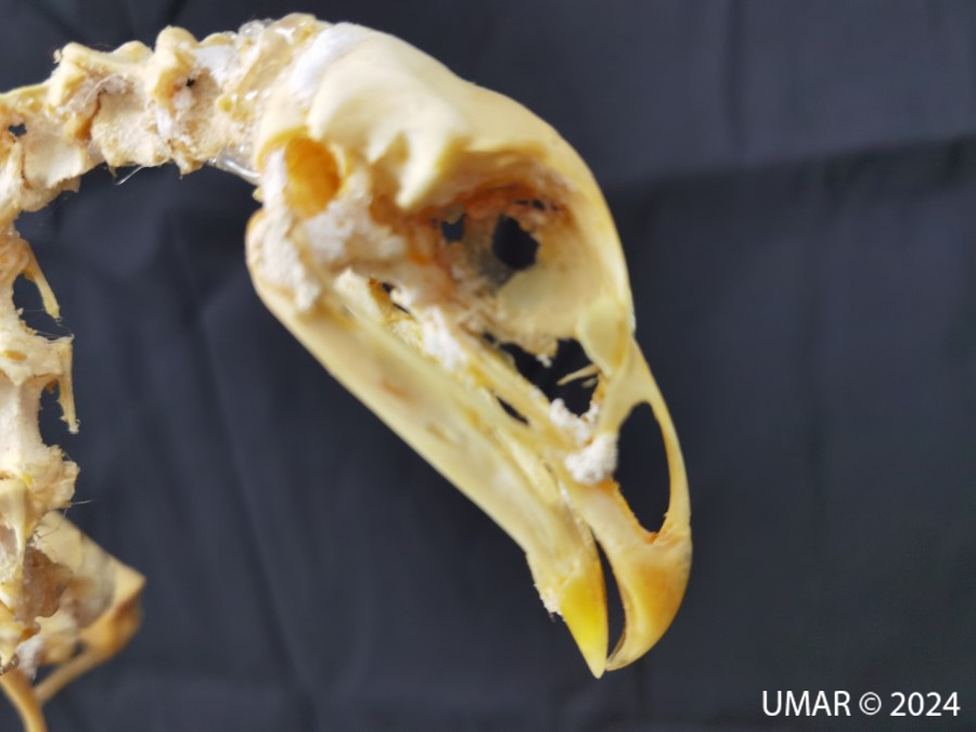 Especie en colección