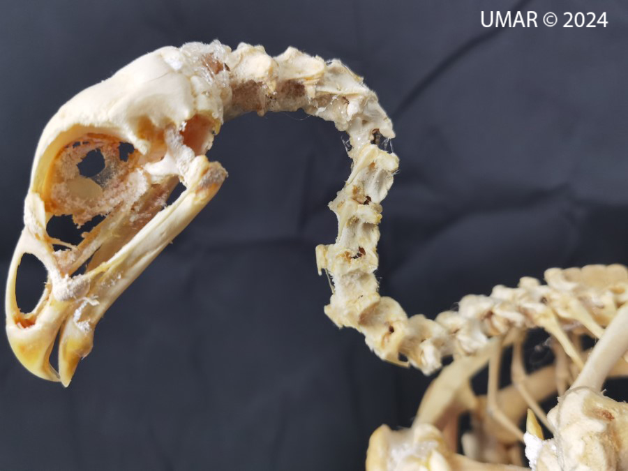 Especie en colección