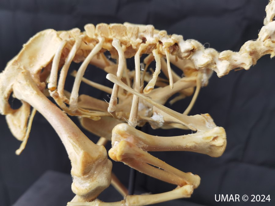 Especie en colección