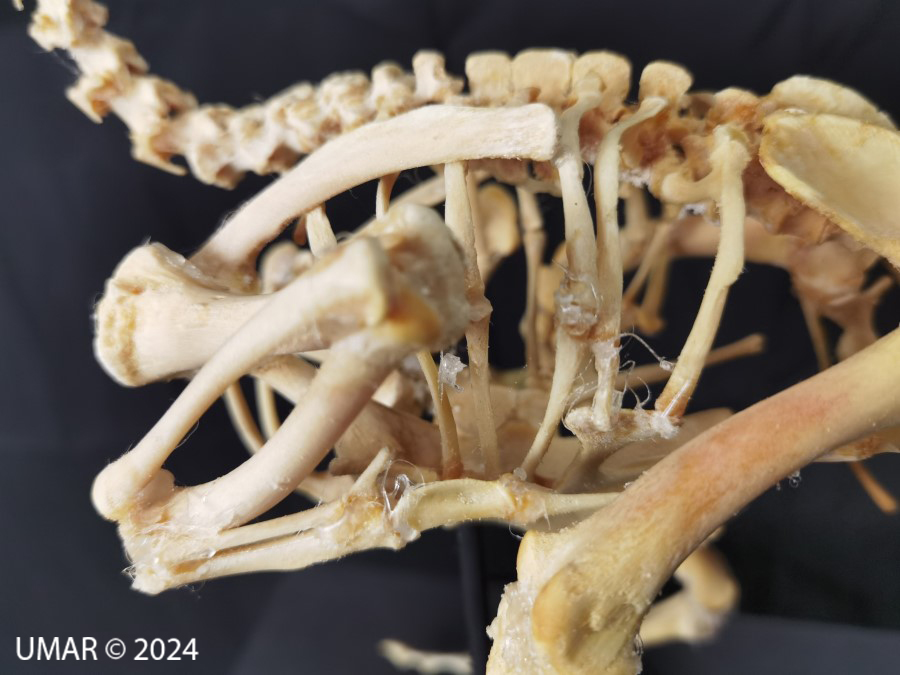 Especie en colección