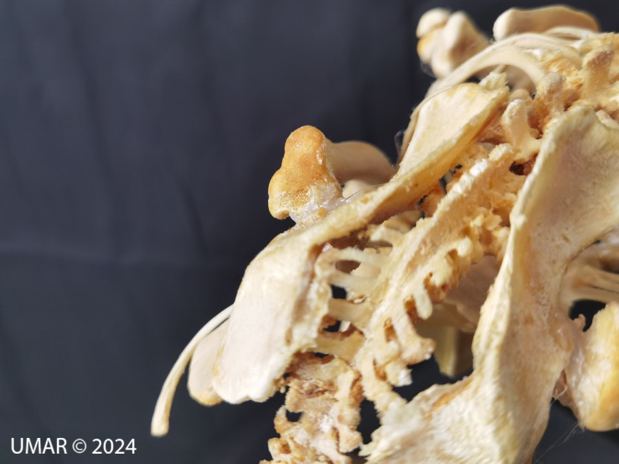 Especie en colección