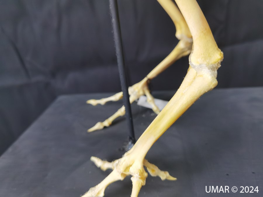 Especie en colección