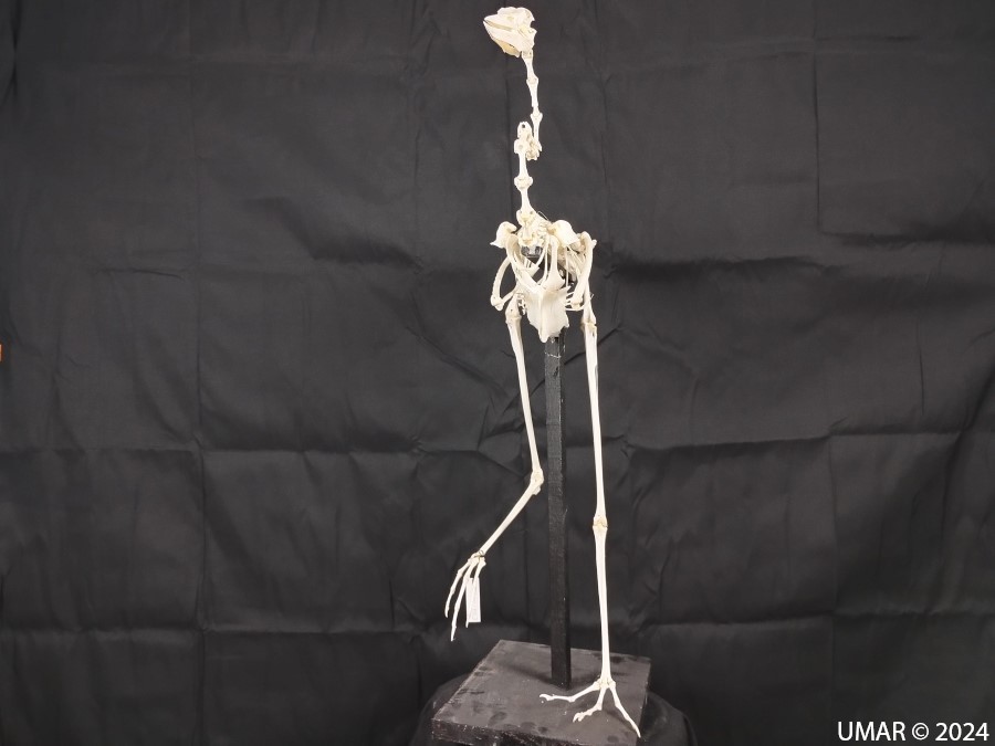 Especie en colección