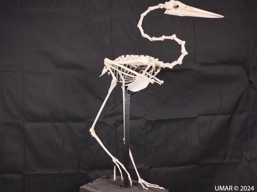 Especie en colección