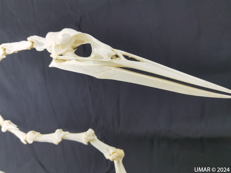 Especie en colección