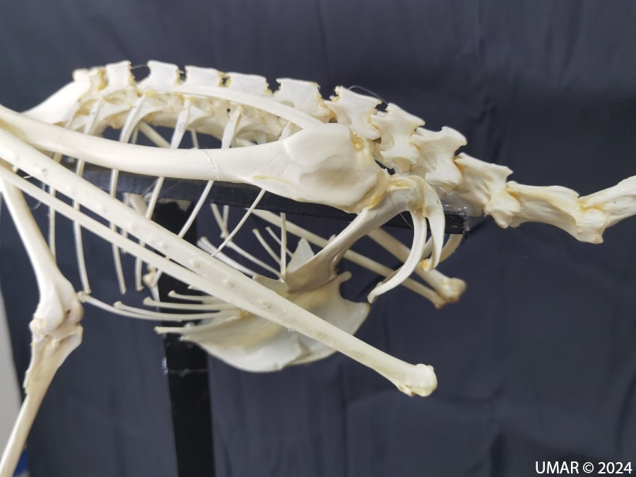 Especie en colección