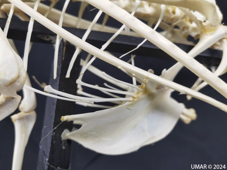 Especie en colección