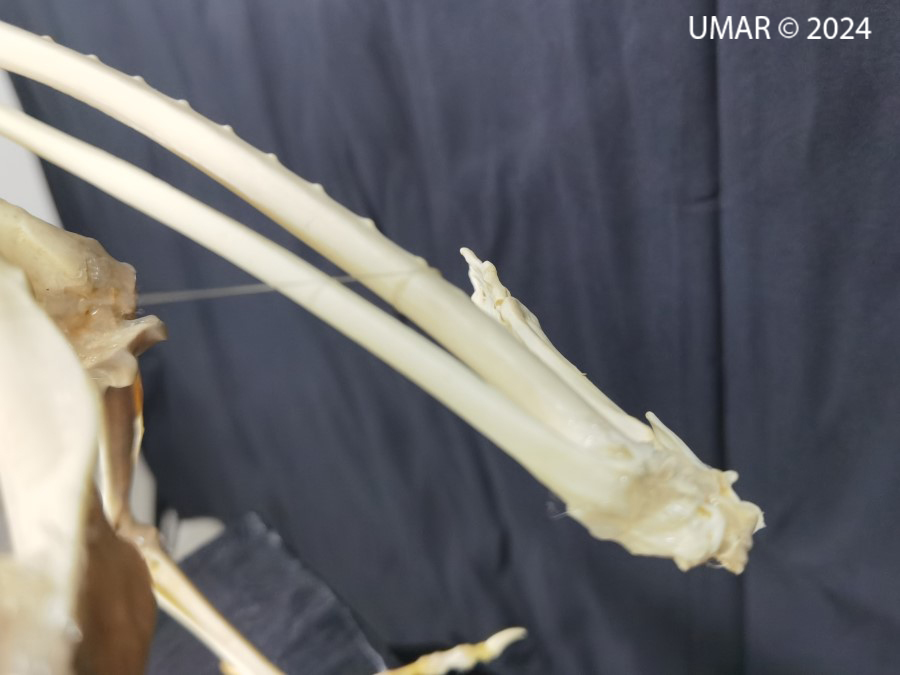 Especie en colección