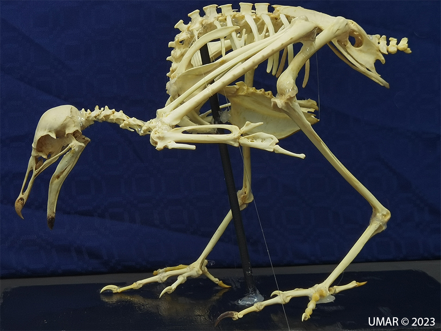 Especie en colección