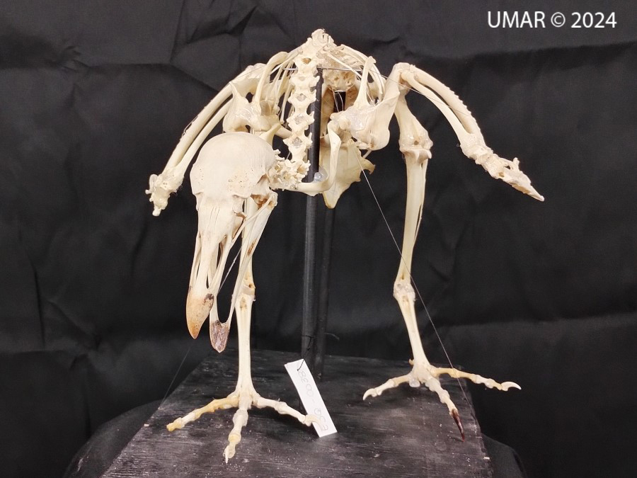 Especie en colección