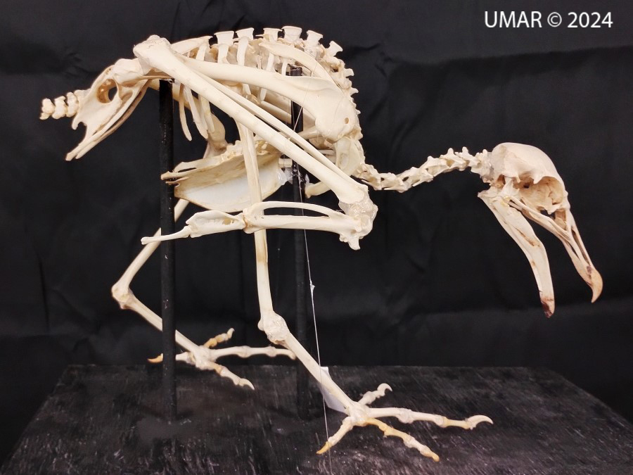 Especie en colección