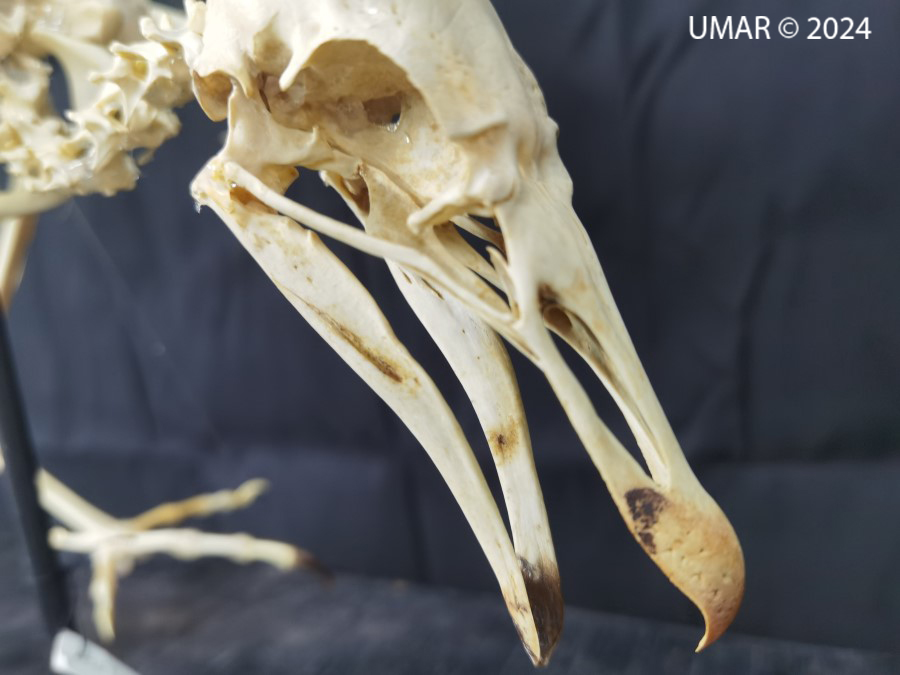 Especie en colección