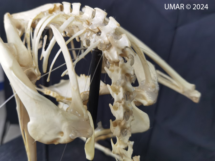 Especie en colección