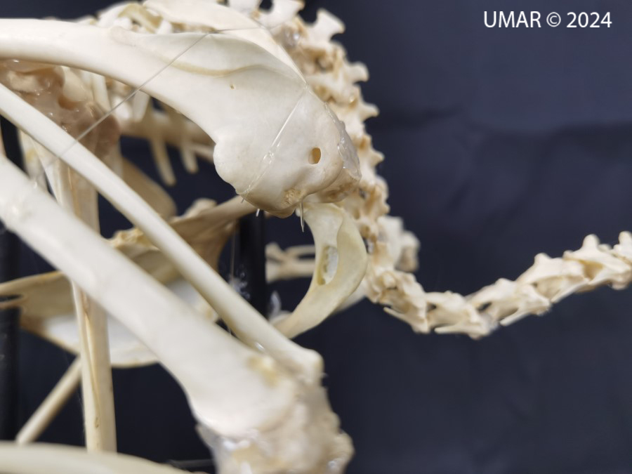 Especie en colección