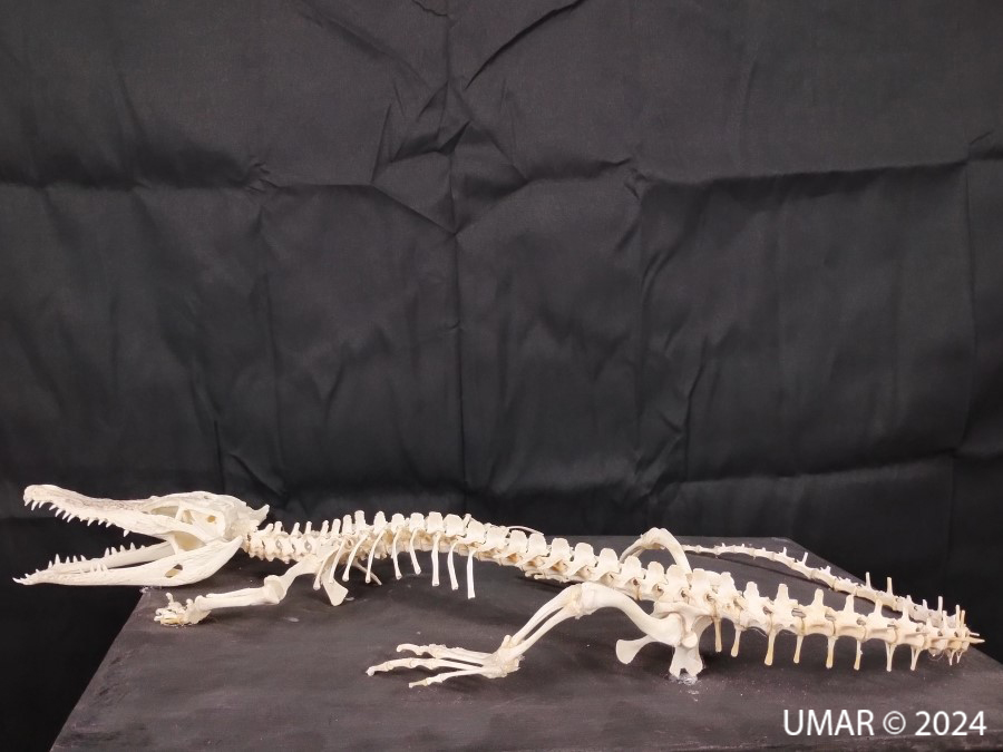 Especie en colección