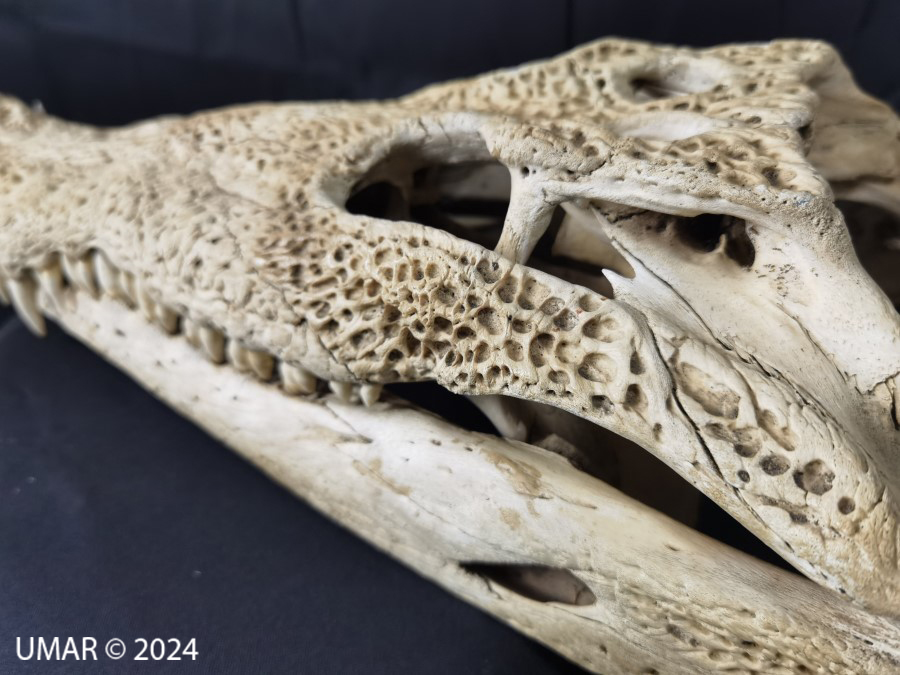 Especie en colección