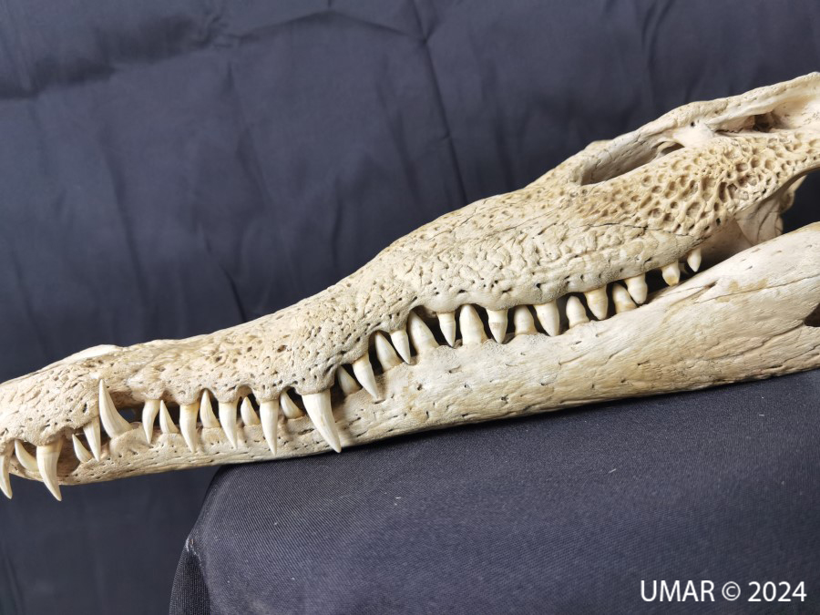 Especie en colección