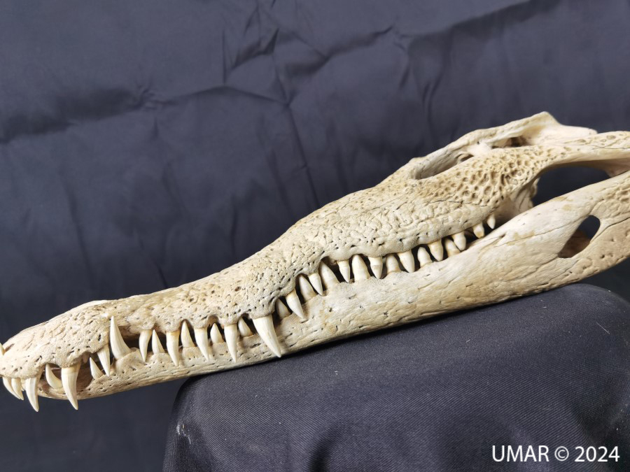 Especie en colección