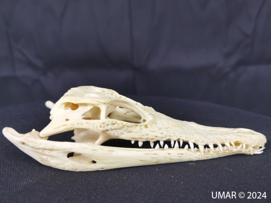 Especie en colección