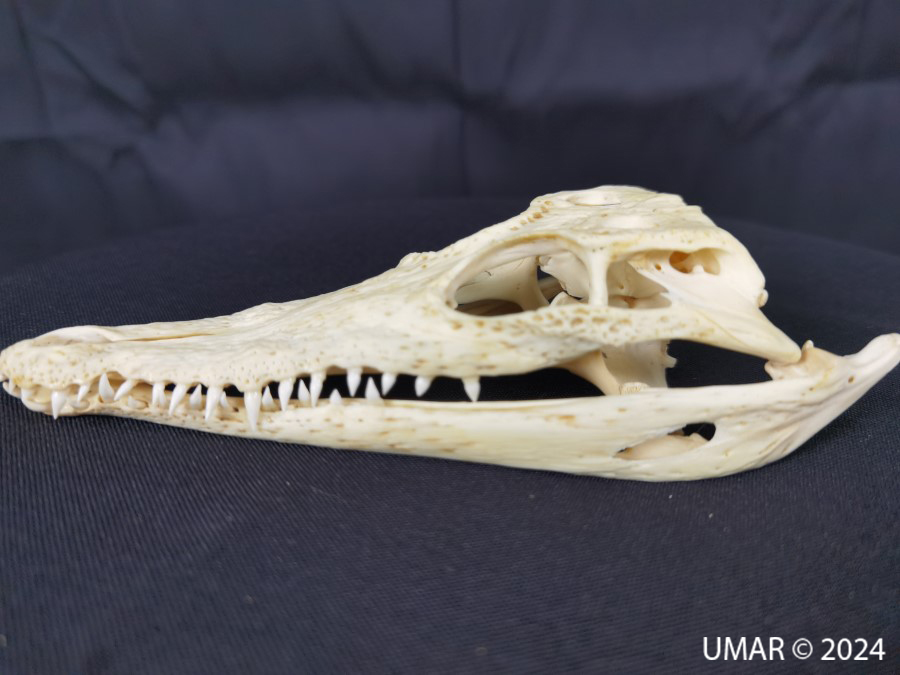 Especie en colección