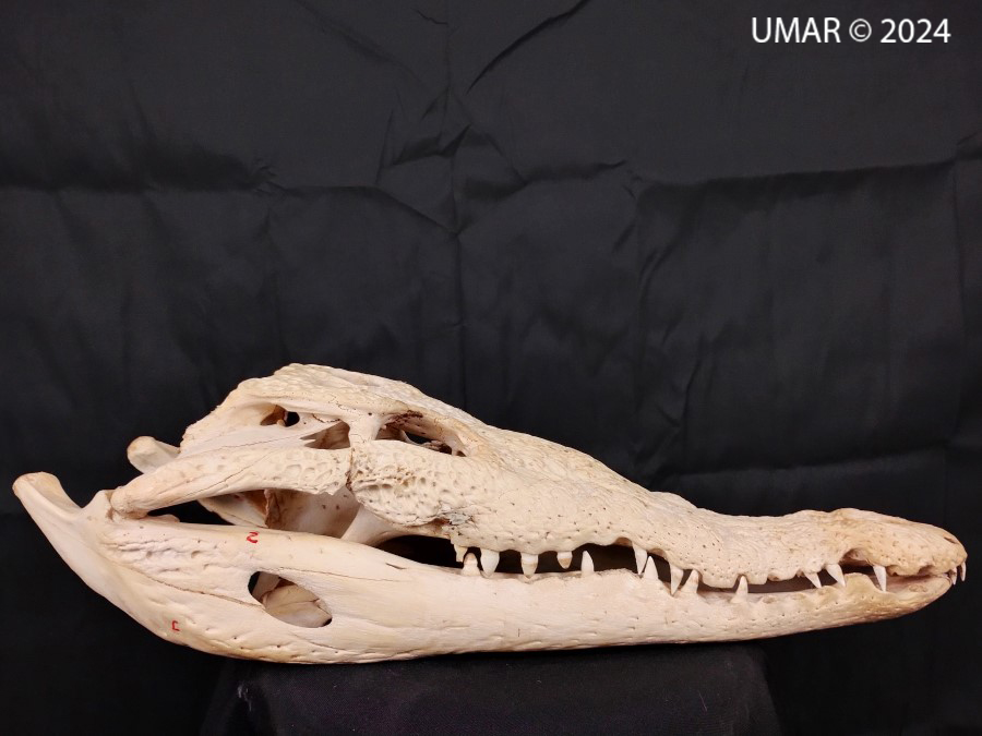 Especie en colección