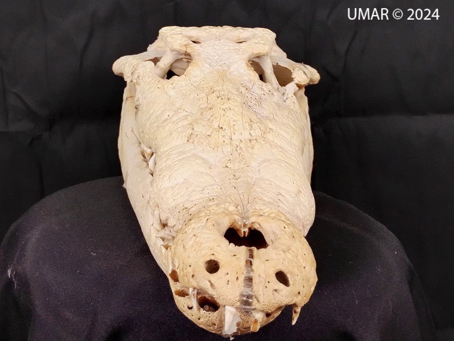 Especie en colección