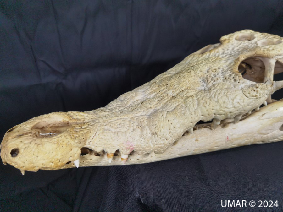 Especie en colección