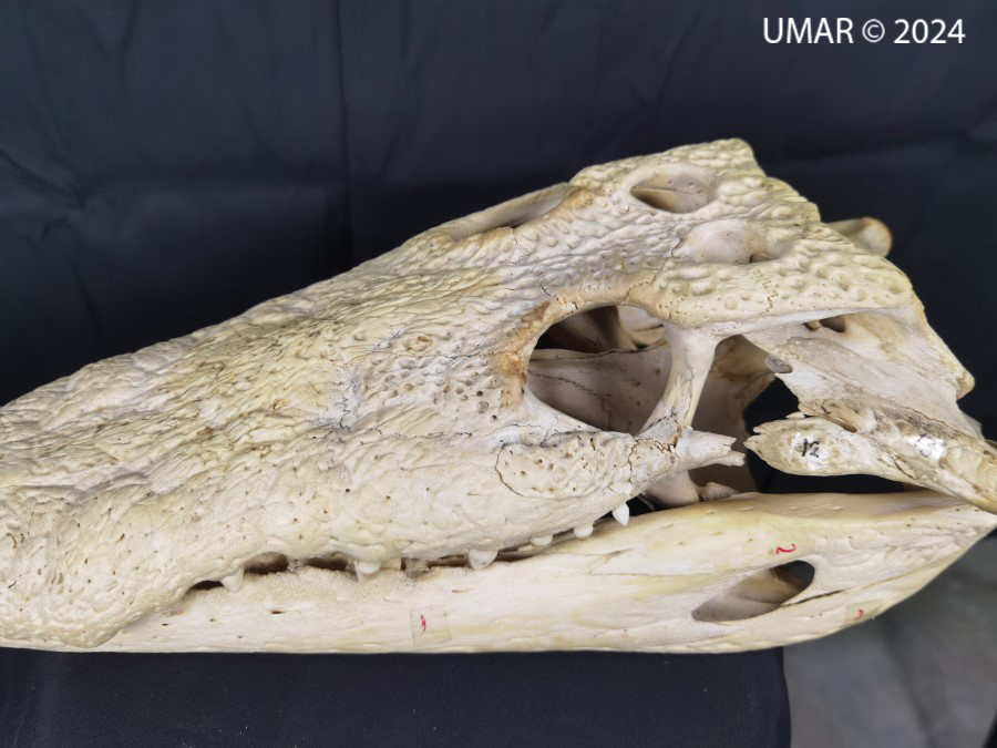 Especie en colección