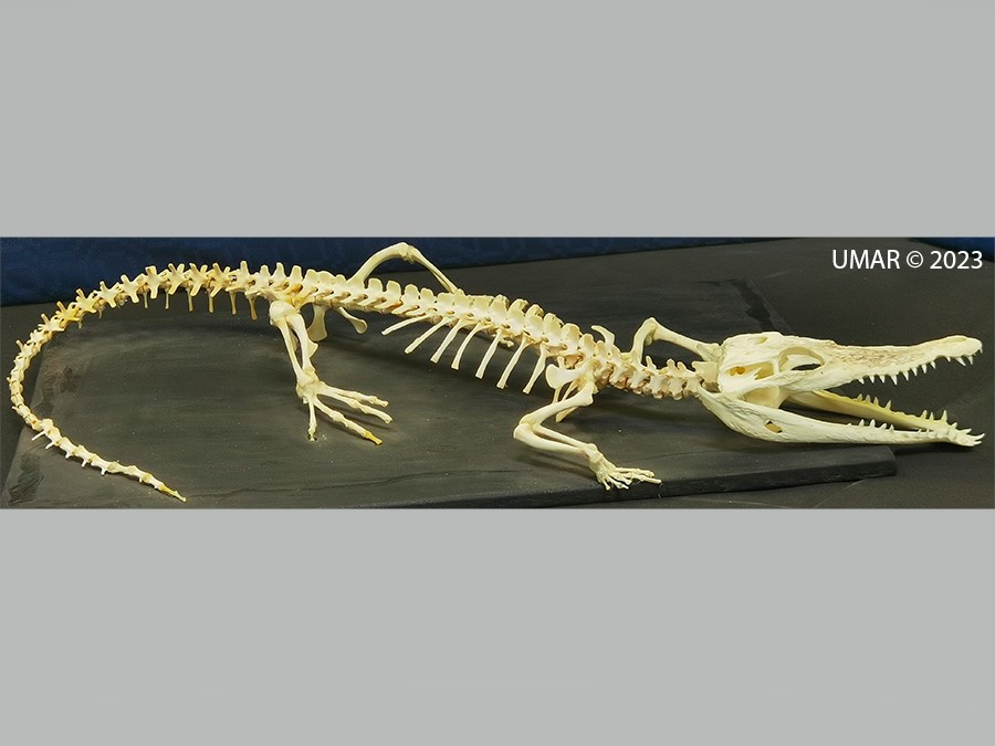 Especie en colección