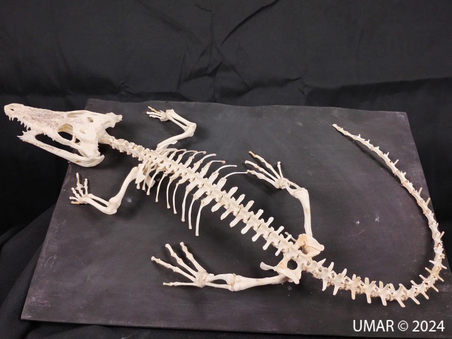 Especie en colección