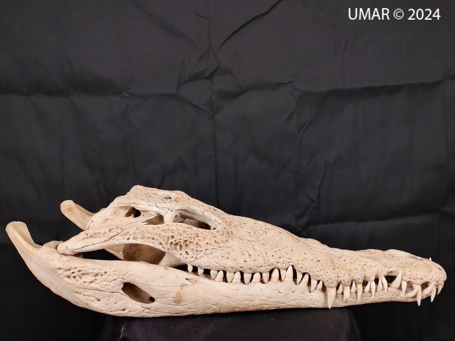 Especie en colección