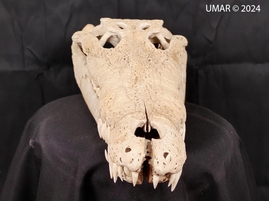 Especie en colección