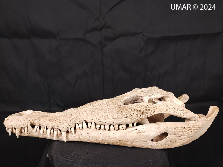 Especie en colección