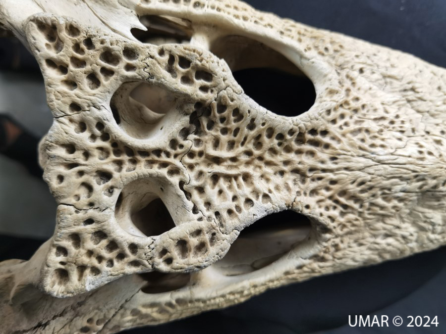 Especie en colección