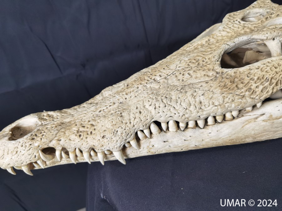 Especie en colección