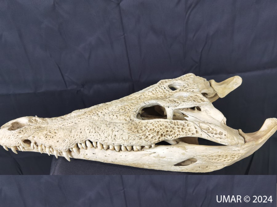 Especie en colección