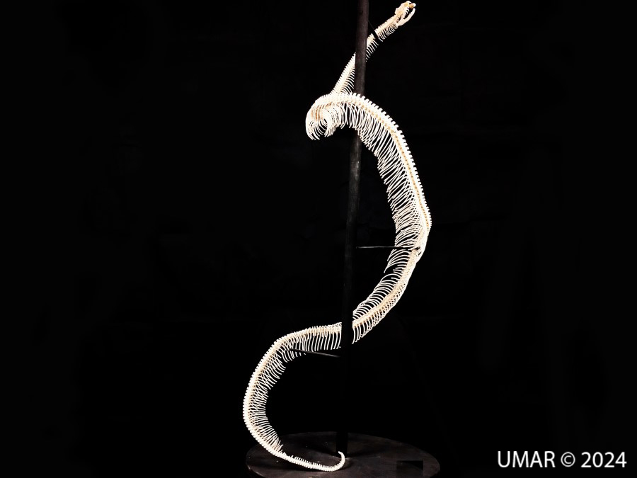 Especie en colección