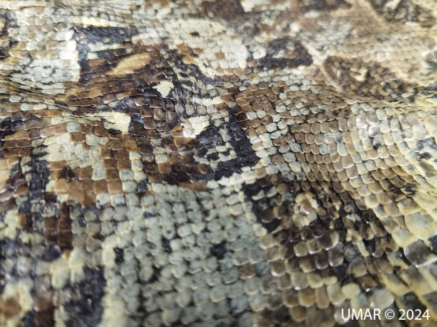 Especie en colección