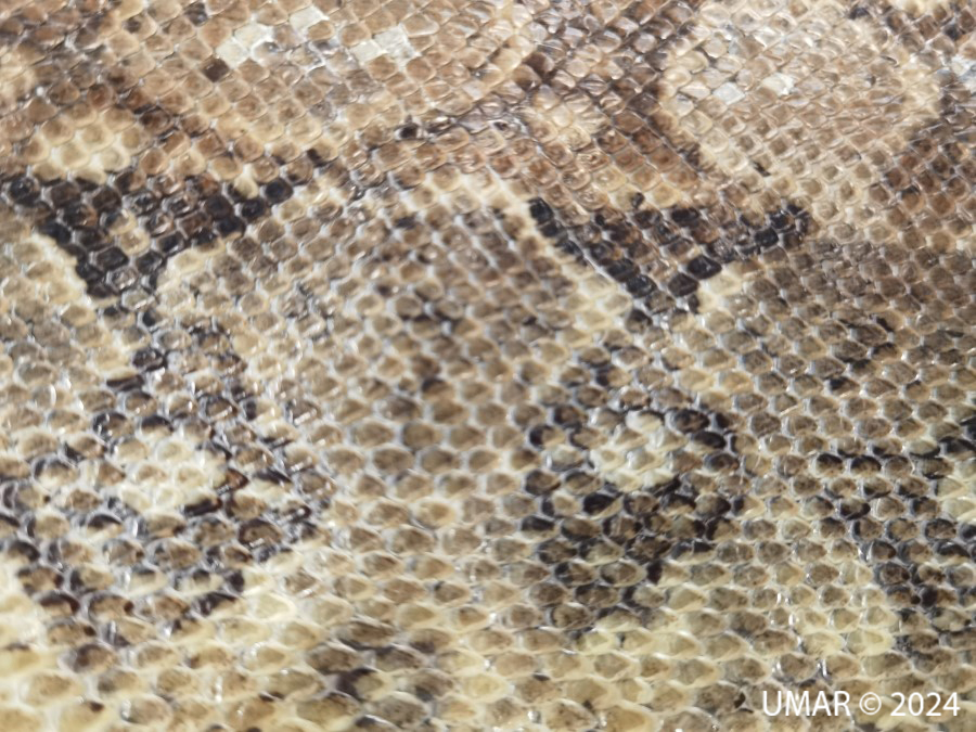 Especie en colección