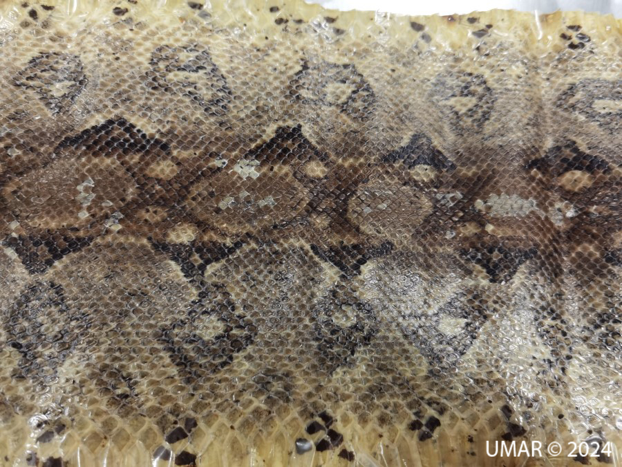 Especie en colección