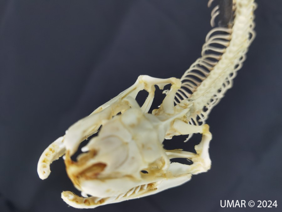 Especie en colección