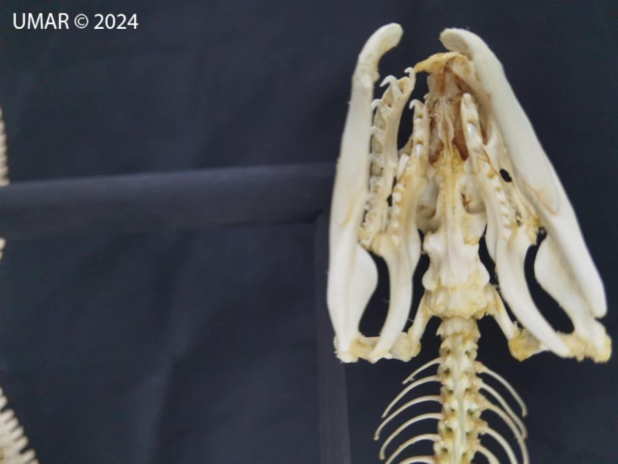 Especie en colección