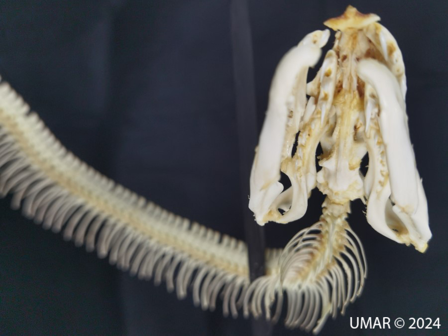 Especie en colección